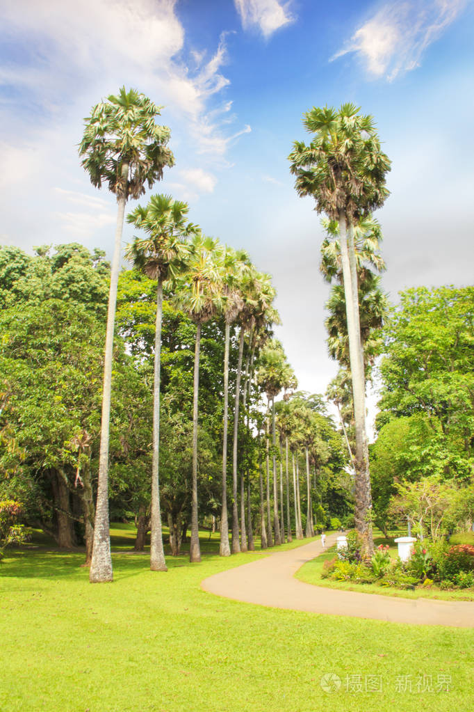 斯里兰卡坎迪皇家植物园棕榈大道的美丽景色