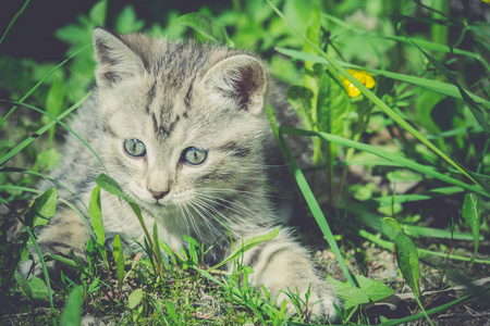 小花猫在外面玩复古