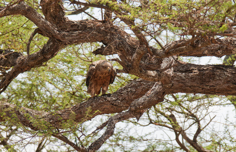  Tanzania