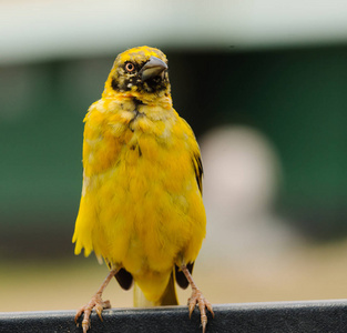 s Weaver bird ploceus speki in the ngorongoro park