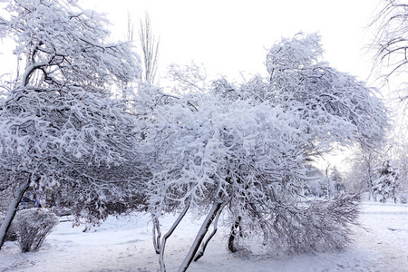 降雪后的冬季公园。 大地和树木覆盖着大雪。