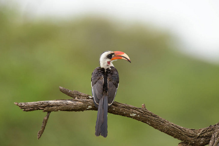 s Hornbill found in the Serengeti