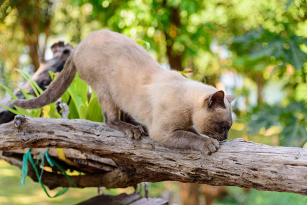 猫抓木头泰国猫