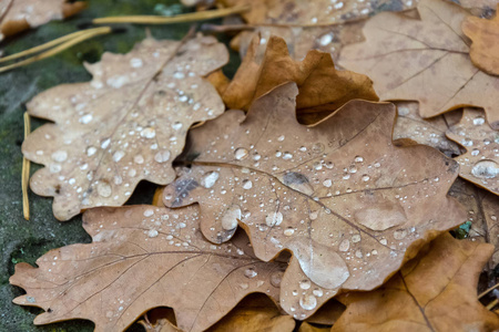 掉落的橡木叶子与雨滴特写