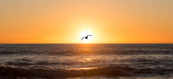 在海上的日出与鸟儿飞翔照片