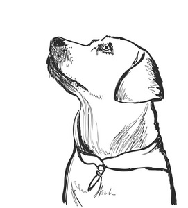 素描狗肖像集图片-素描狗肖像集素材-素描狗肖像集插画-摄图新视界