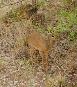 s Dikdik scientific name Madoqua , or 34