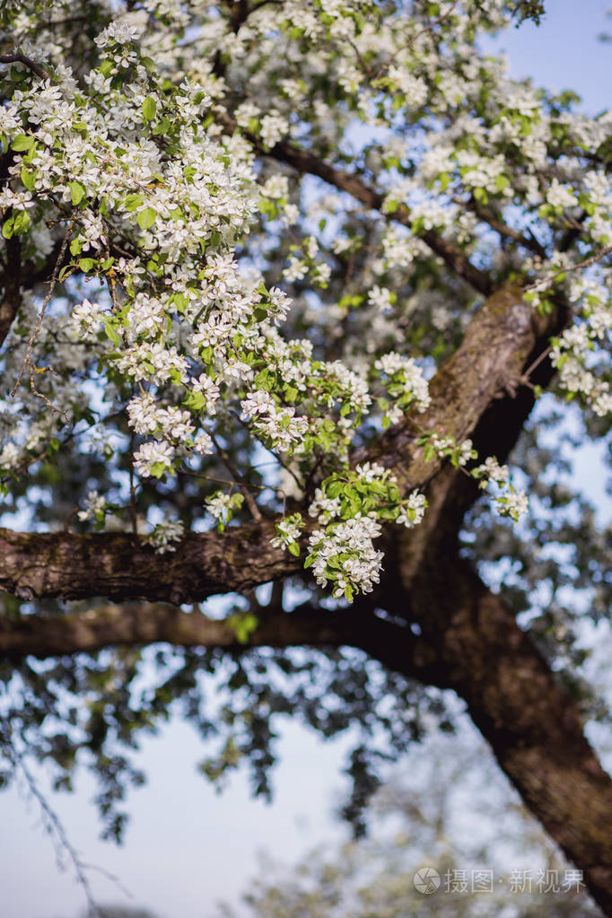 春天的花朵背景开花的树弹簧打印苹果树枝苹果花