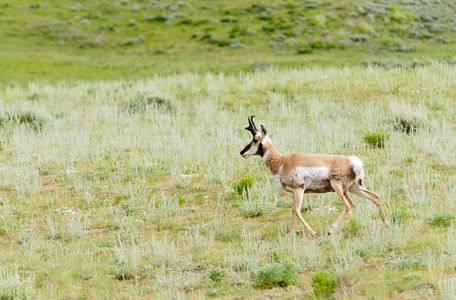 黄石国家公园的北美叉角羚羊AntilocapraAmericana