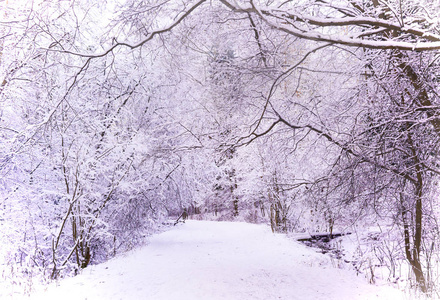 白雪覆盖的奇迹冬天森林图片