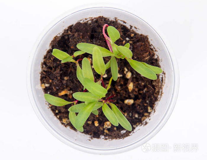 瑞士甜菜在白色背景下发芽
