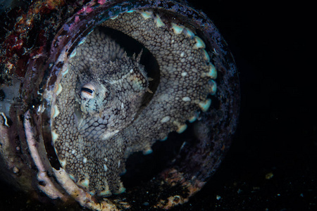 一只椰子章鱼躲在莱姆贝海峡北部苏拉威西海底的一个废弃的罐子里。 印度尼西亚北部的这一地区拥有非凡的海洋生物多样性，是许多奇怪生物
