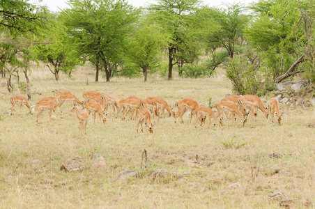 一群黑斑羚学名Aepyceros melampus，或Swaheli的Swala pala在坦桑尼亚塞伦盖蒂国家公园的狩猎