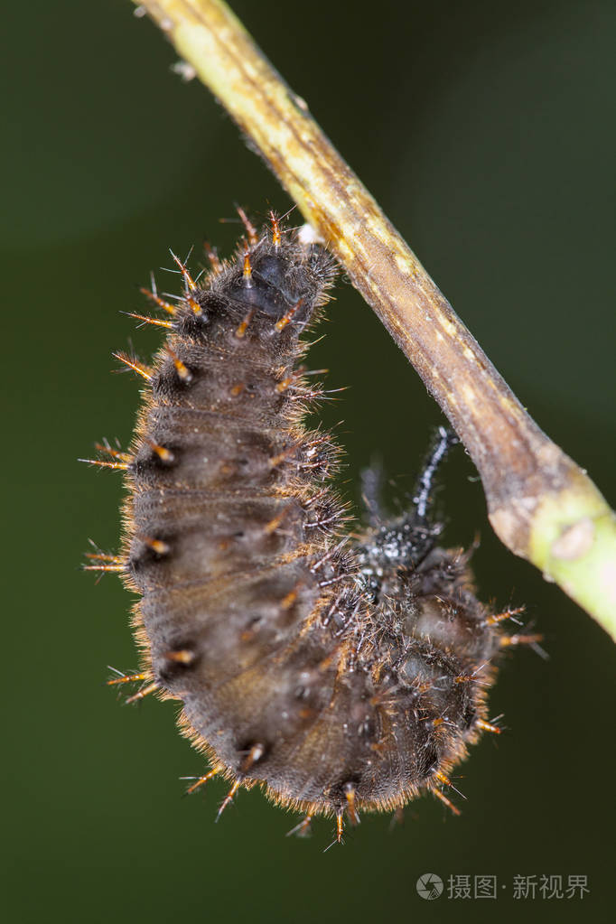 在叶子上关闭毛虫凤蝶dehaanii