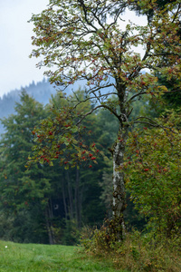 斯洛伐克 tatra 湿山区的晨雾