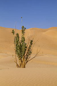  al Khali dessert, Oman