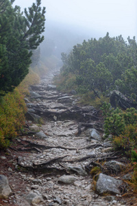 在斯洛伐克 tatra 潮湿山区的晨雾。旅游