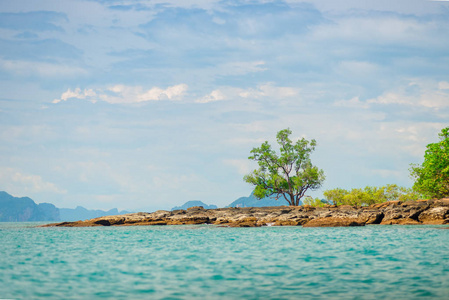 一个热带 uninhab 的荒凉的岩石海滩上的一棵树的景色