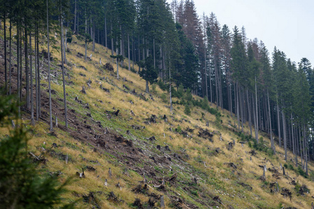 在斯洛伐克 tatra 潮湿山区的晨雾。autu