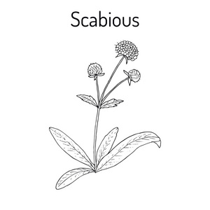 Scabious Succisa 禾, 或魔鬼位, 药用植物