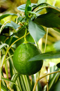 柠檬的绿色水果生长在野生的树枝上, 特写