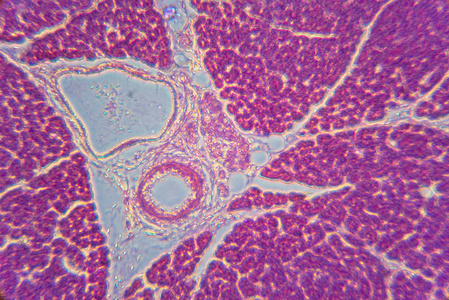 胰腺切片相位对比显微镜观察