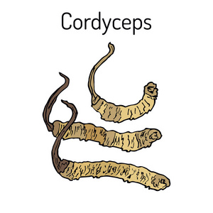 冬虫夏草 Ophiocordyceps, 药用蘑菇