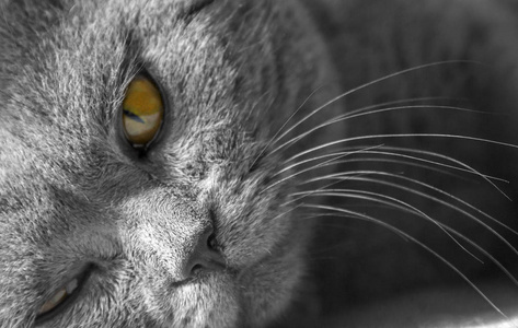 一只灰色猫的肖像，橙色的眼睛闭上了英国蓝色短毛猫。
