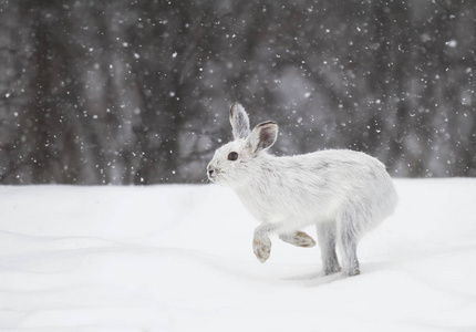雪兔腿图片