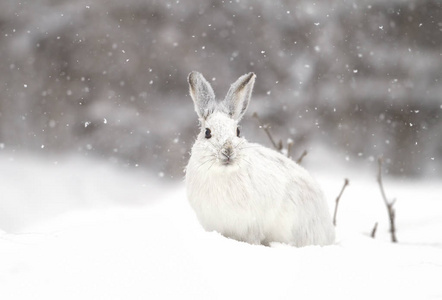 降雪中的雪鞋野兔美洲狮