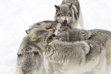 在加拿大降雪中玩耍的白色背景木材狼群上分离的木材狼或灰狼