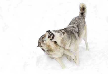 在加拿大降雪中，在白色背景的木材狼群上孤立的木材狼或灰狼