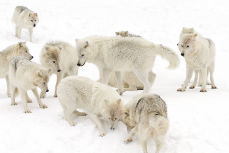 北极狼犬狼疮在加拿大的冬季雪中玩耍