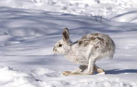 雪鞋野兔(美洲豹),在冬天的雪中,皮毛变成棕色照片