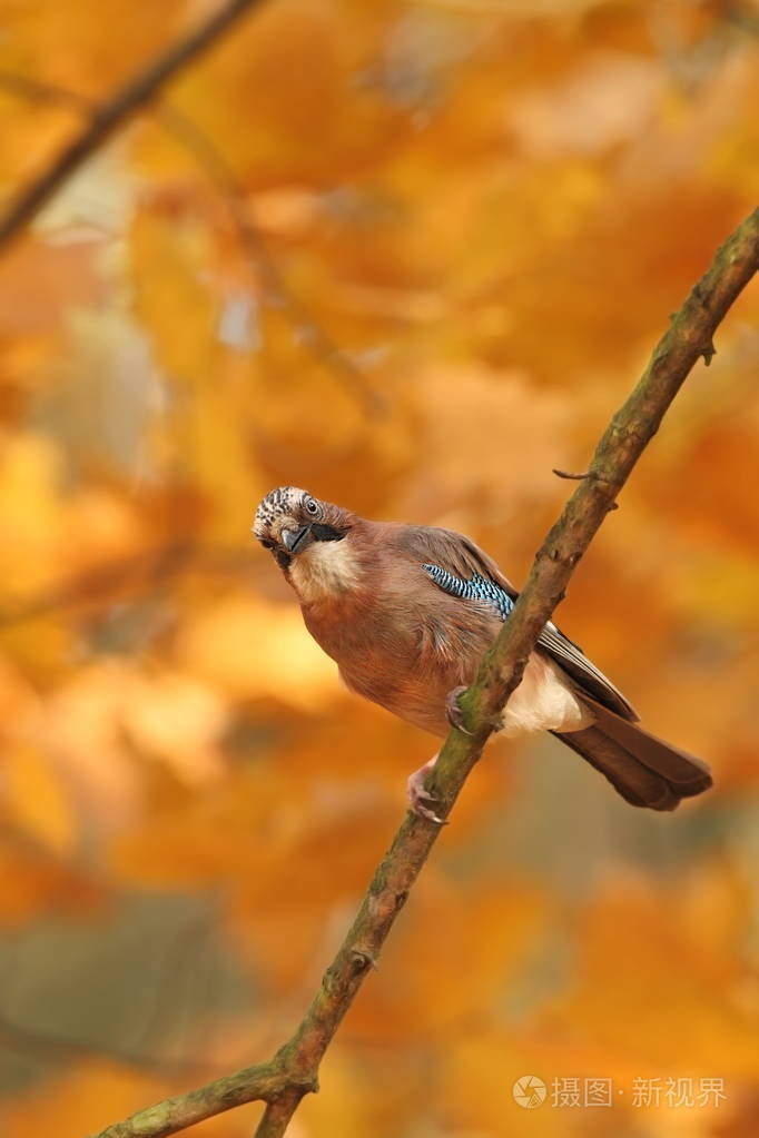 加鲁鲁斯腺体秋天颜色的鸟捷克共和国的野性美丽而多彩的秋天