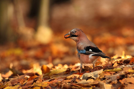加鲁鲁斯腺体。 秋天颜色的鸟。 捷克共和国的野性。 美丽而多彩的秋天。