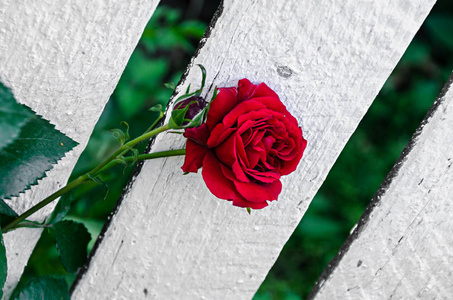 深红色玫瑰花, 绿色分枝植物, 白色木头背景