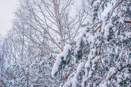 冰冻的冬季森林与雪覆盖了树