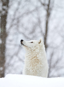 北极狼犬狼疮站在加拿大的冬季雪中