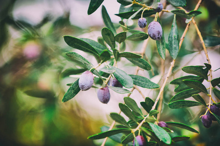 橄榄果实和叶子，自然农业食品背景树的分支
