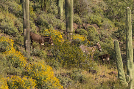 春天亚利桑那州沙漠中可爱的野生美洲驴