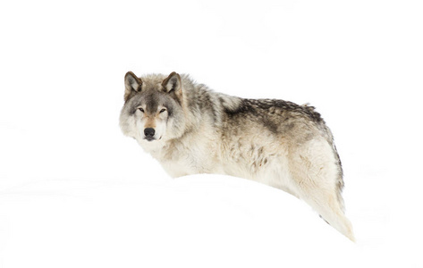 在加拿大的冬季雪中，在白色背景下行走的孤独的木材狼或灰狼犬狼疮