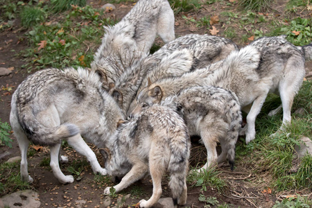 加拿大秋季的木材狼或灰狼犬狼疮