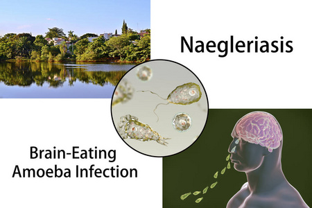 寄生虫 naegleria fowleri 的鞭毛形态照片