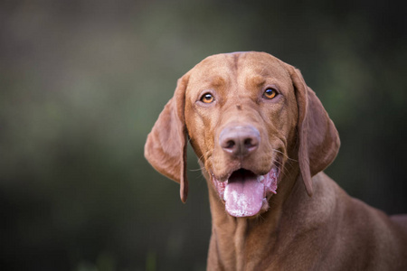 匈牙利猎犬犬头