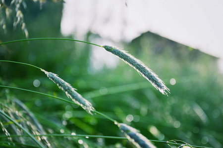 雨后过滤绿草健康生活方式生物生态学概念背景