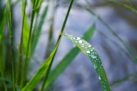 雨水过滤后的青草健康生活方式生物生态学概念