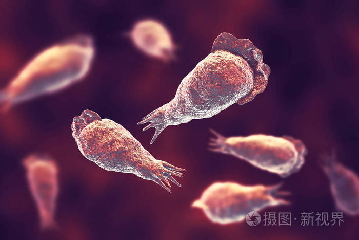 寄生虫naegleriafowleri的trophozite形态