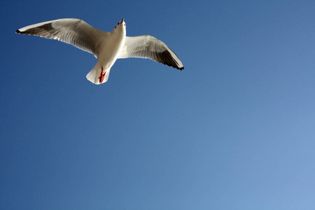 海鸥在天空中飞翔