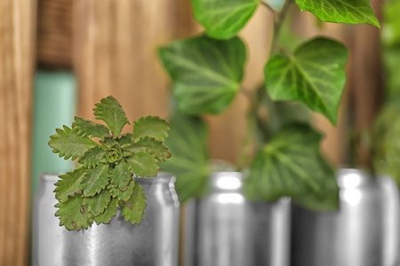 锡罐与植物在模糊的背景特写。 废物回收概念